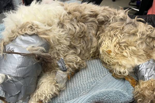 Animal shelter rescues dog wrapped in duct tape, thrown into dumpster