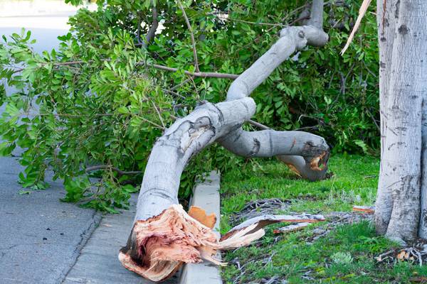 Woman doing yard work killed by fallen tree