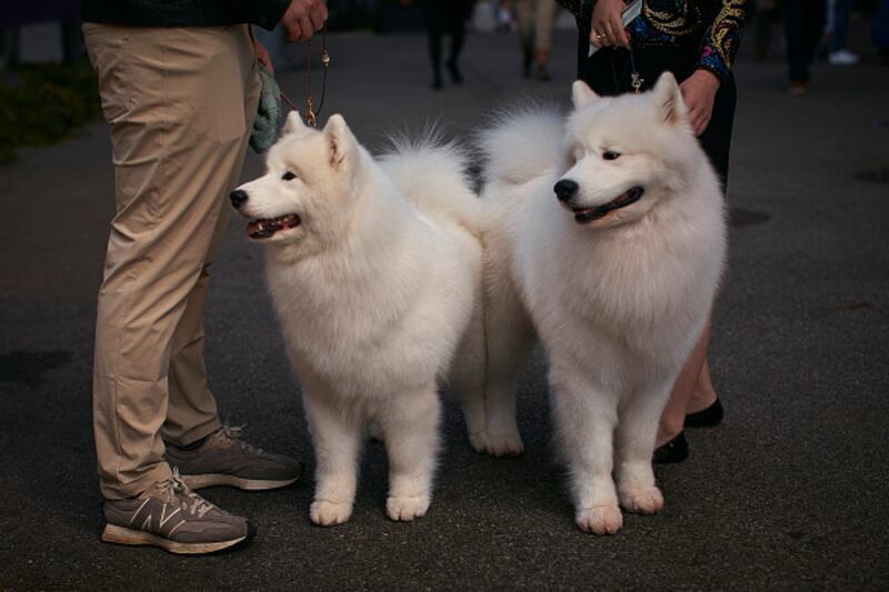 Westminster Kennel Club